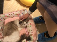 -momokira米努特·德文卷毛猫·棉花面纱犬