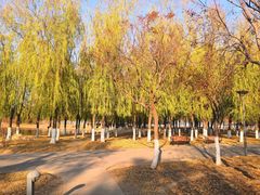 -大兴滨河森林公园