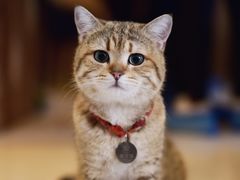 -名猫咖啡馆·撸猫·拼豆