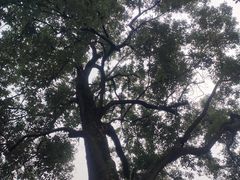 -青羊宫