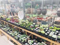 -龙大花卉苗木市场