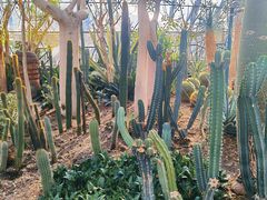 -北京植物园-展览温室