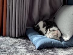 -小潘蛋糕坊 板桥和平店