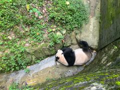 -都江堰中华大熊猫苑