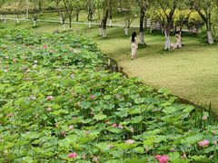 -沐仙湖湿地公园