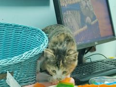 -纳吉亚猫专科动物医院博雅分院