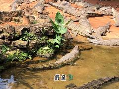 -海南热带野生动植物园