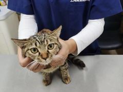 -爱侣宠医·鹦鹉专科·小型哺乳类·异宠专科(灵石路店)