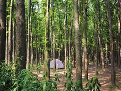 -上海共青森林公园