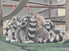 -青藏高原野生动物园