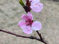 -新虹桥中心花园