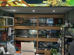 -酷以爬仙阁实体爬宠店·守宫·蜥蜴·专业繁育