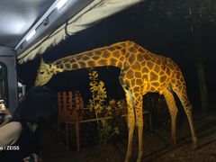 -清迈夜间动物园