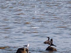 -深圳湾公园(南山区)