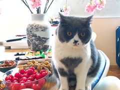 -猫音日语留学培训