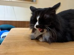 -有猫主题·治愈系猫咖(曾厝垵店)