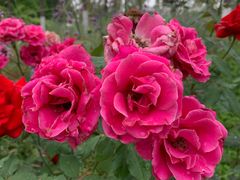 -南京外国语学校(仙林分校西区)