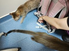 -创凡宠物医院·骨专科  猫科中心(西乡分院)