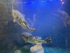 -鲐赏河豚(长寿店)