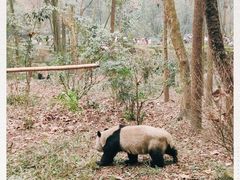 -成都大熊猫繁育研究基地
