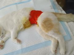 -爱侣宠医·鹦鹉专科·小型哺乳类·异宠专科(灵石路店)