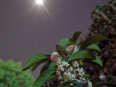 -金鸡湖桃花岛