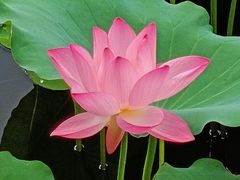 -荔湾湖公园