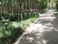 -桤木河湿地公园