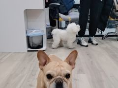 -萌小它宠物健康管理中心(怡海家园店)