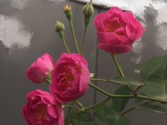 -白鹭湾湿地公园