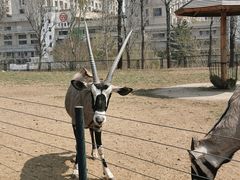 -大连森林动物园