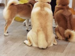 -柴迷FANS CLUB·柴犬狗咖·猫咖