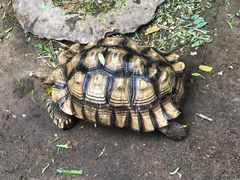 -清迈夜间动物园