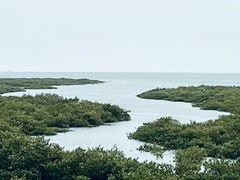 -北海金海湾红树林生态旅游区