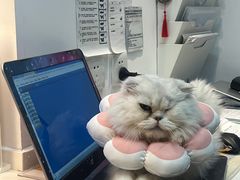 -御宝贝·A梦猫科宠物医院(国际猫友好医院)