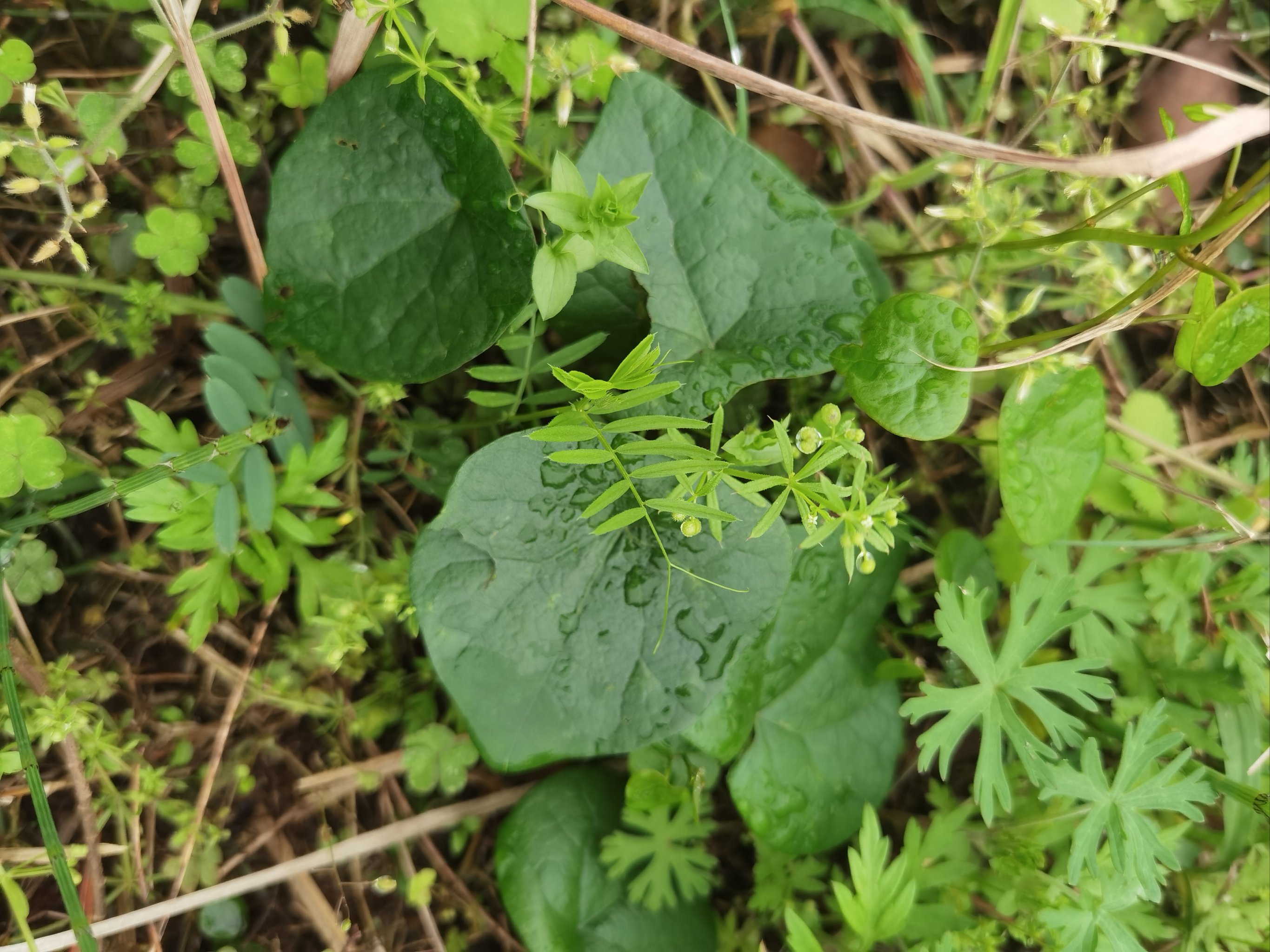 早春采摘的野菜图片