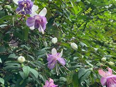 -植物学家的女儿(北马道巷店)