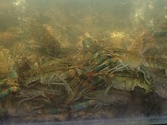 -星记小馆·小蓝龙·老南京砂锅菜(上海路店)