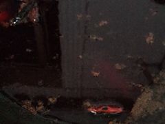 -星鸿社重庆老火锅