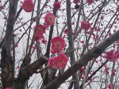 -洋湖国家湿地公园