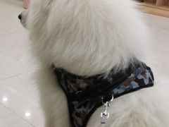 -瑞鹏宠物医院犬猫全科(真大分院)