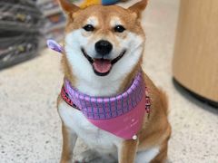 -電力宠物公司(武定路店)