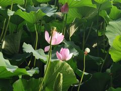 -荷塘月色湿地公园·向阳花洲