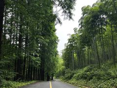 -东明山森林公园