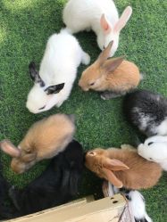 -萌宠亲子动物乐园(槐房万达店)