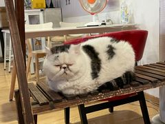 -Cappucimeow猫咪咖啡馆(韦伯时代店)