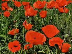 -国家植物园南园