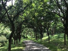 -燕晗山郊野公园
