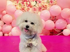 -百好乐宠物友好餐厅(朝外大街店)