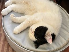 -MOCHA明星猫咖(田子坊店)